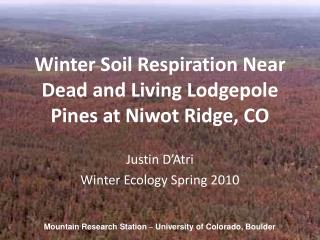 Winter Soil Respiration Near Dead and Living Lodgepole Pines at Niwot Ridge, CO