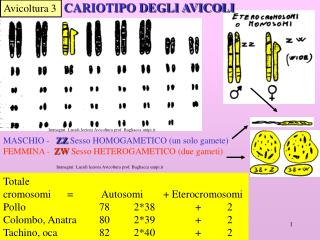 Totale cromosomi	= 	 Autosomi	+ Eterocromosomi Pollo 		78	 2*38 		+	2