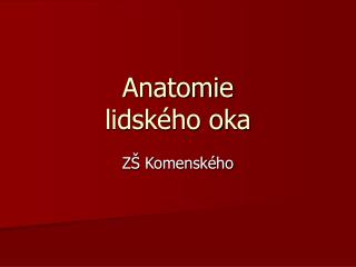 Anatomie lidského oka