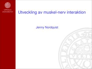 Utveckling av muskel-nerv interaktion
