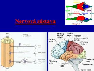 Nervová sústava