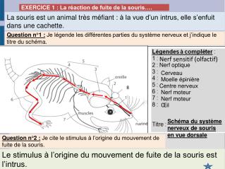 La souris est un animal très méfiant : à la vue d’un intrus, elle s’enfuit dans une cachette.