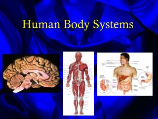 Human Body Systems