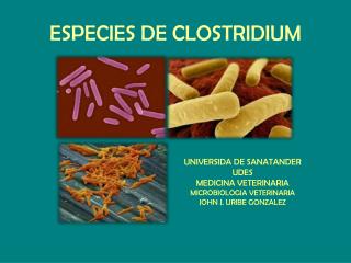 ESPECIES DE CLOSTRIDIUM