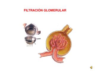 FILTRACIÓN GLOMERULAR