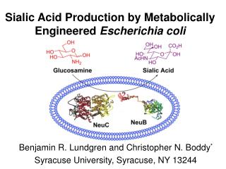 Sialic Acid Production by Metabolically Engineered Escherichia coli