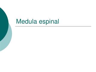 Medula espinal