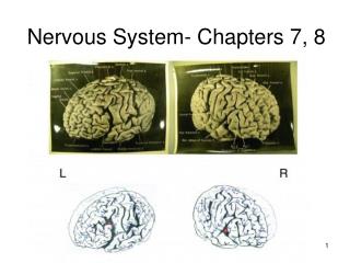 Nervous System- Chapters 7, 8