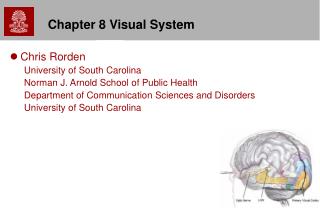 Chapter 8 Visual System