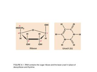 FIGURE 6.2. Synthesis of an RNA strand.