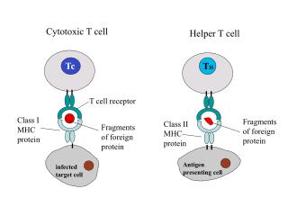 Class I MHC protein