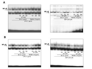 BV (5 m g/ml)