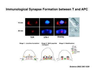 Immunological Synapse Formation between T and APC