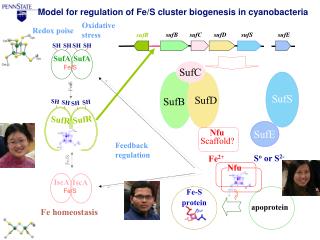 Fe homeostasis