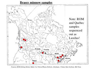 Brassy minnow samples