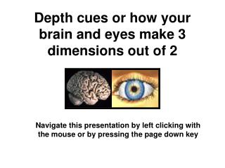 Depth cues or how your brain and eyes make 3 dimensions out of 2