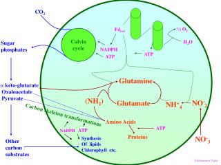 Calvin cycle