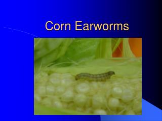 Corn Earworms