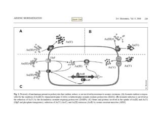 Anion permease ArsB/ NhaD. These permeases have been shown to