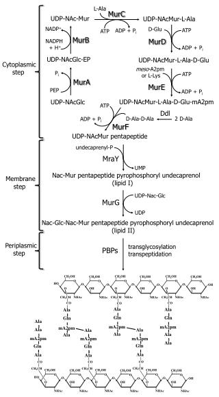 UDP-NAcMur- L-Ala