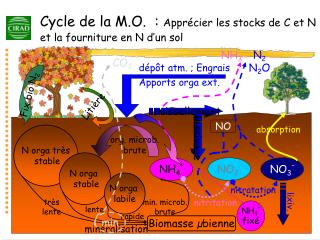 Cycle de la M.O. : Apprécier les stocks de C et N et la fourniture en N d’un sol