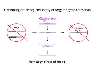 Optimizing efficiency and safety of targeted gene correction