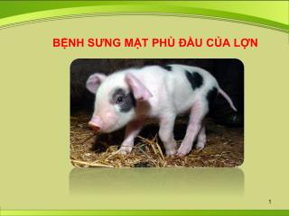 BỆNH SƯNG MẶT PHÙ ĐẦU CỦA LỢN