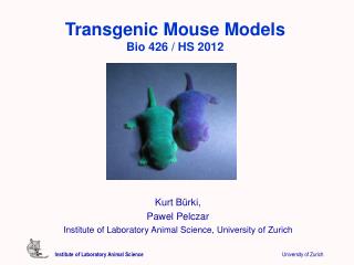 Transgenic Mouse Models Bio 426 / HS 2012