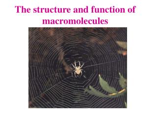 The structure and function of macromolecules