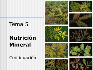 Tema 5 Nutrición Mineral Continuación