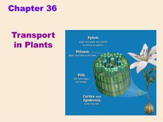 Transport in Plants