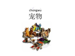 chongwu 宠物