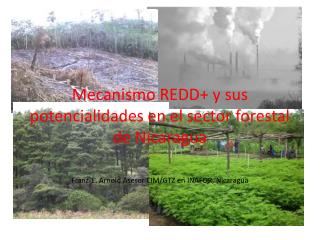 Mecanismo REDD+ y sus potencialidades en el sector forestal de Nicaragua