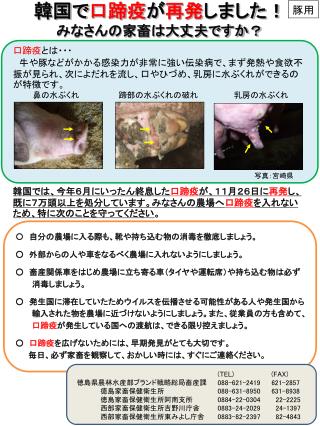 韓国で 口蹄疫 が 再発 しました！ みなさんの家畜は大丈夫ですか？