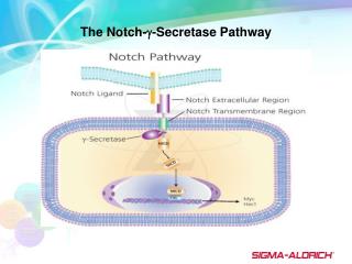 The Notch- -Secretase Pathway