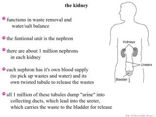 the kidney