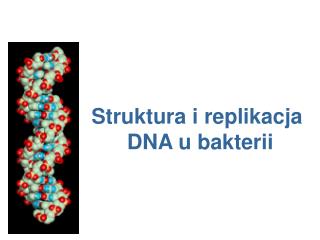 Struktura i replikacja DNA u bakterii