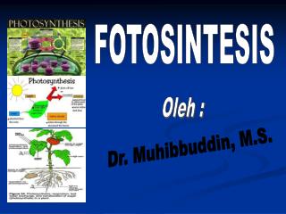 FOTOSINTESIS