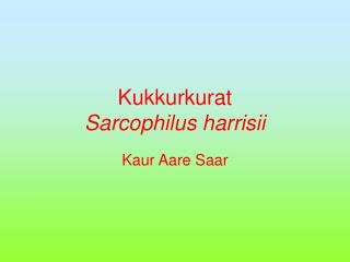 Kukkurkurat Sarcophilus harrisii