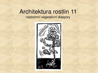 Architektura rostlin 11 nadzemní vegetativní diaspory