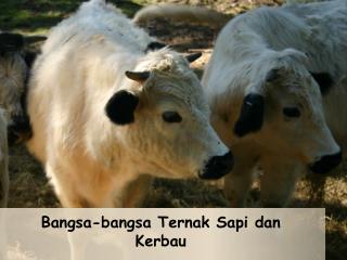 Bangsa-bangsa Ternak Sapi dan Kerbau