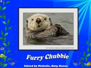 Furry Chubbie