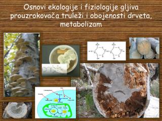 Osnovi ekologije i fiziologije gljiva prouzrokovača truleži i obojenosti drveta, metabolizam