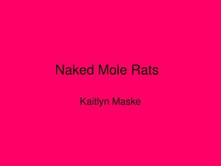 Naked Mole Rats