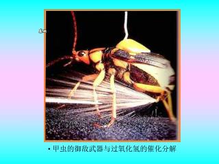 甲虫的御敌武器与过氧化氢的催化分解