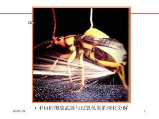 甲虫的御敌武器与过氧化氢的催化分解