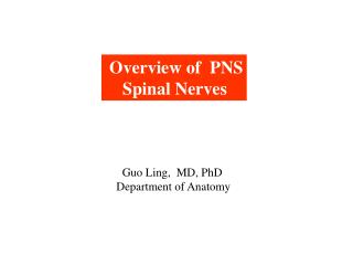 Overview of PNS Spinal Nerves