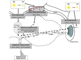 Rhodopsin