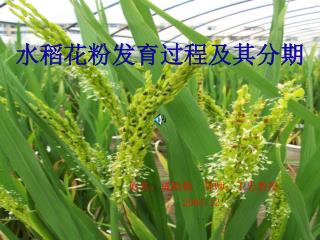 水稻花粉发育过程及其分期