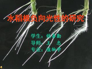 水稻根负向光性的研究